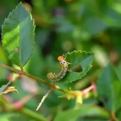 Kleine grüne Raupe mit orangefarbigem Kopf frisst Loch in Rosenblatt. Hilft beim Bestimmen von Raupen an Rosen.