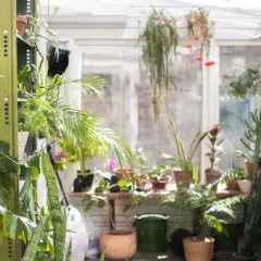 Grüner Wintergarten mit vielen Pflanzen. Tolle anbau wintergarten ideen für Pflanzenliebhaber.