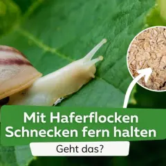 Schnecken kriechen über ein Blatt, während ein Kreis Haferflocken zeigt. Die Frage: Mit Haferflocken Schnecken fern halten? Geht das?