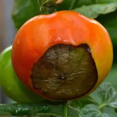 Reife Tomate mit großen, dunklen braunen Flecken, die auf Verderb hindeuten. Eine unreife grüne Tomate ist im Hintergrund zu sehen.