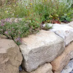 Eine rustikale **Natursteinmauer bauen** mit üppig blühendem Thymian und Wildblumen.