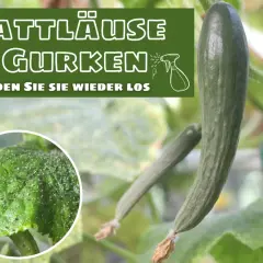 Blattläuse befallen eine Gurkenpflanze. Ein Detailbild zeigt die kleinen Schädlinge auf einem Blatt.