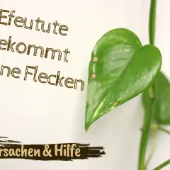 Efeutute bekommt braune Flecken. Ursachen & Hilfe für Ihre Pflanze.