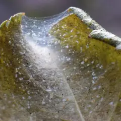 Feine Spinnweben auf einem Blatt, ein Zeichen für Spinnmilben. Hausmittel können hier helfen.