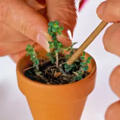 Hände pflanzen kleine Thymian-Setzlinge in einen Terrakotta-Topf. So kann man Thymian vermehren.