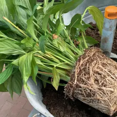 Ein grüner Pflanzenballen mit vielen Wurzeln liegt neben frischer Erde in einem Zinkgefäß. Eine kleine Schaufel hilft beim **Pflanzen umtopfen**.