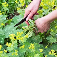 Hände ernten Frauenmantel mit einem Messer. Die grünen Blätter und gelben Blüten sind mit Tautropfen bedeckt.