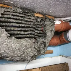 Großes Hornissennest neben Rohren. Die Entfernung eines solchen Nestes erfordert Vorsicht.