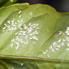 Eine Gruppe winziger, weißer Fliegen krabbelt auf einem grünen Blatt.