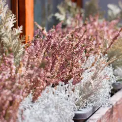 Balkonkasten mit winterharte balkonpflanzen: Heidekraut in Rosa und silbrig-graue Ziergräser trotzen der Kälte.