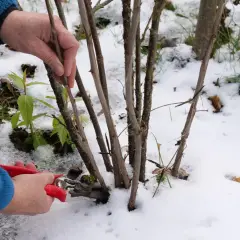 Hände schneiden mit roter Gartenschere einen Trieb ab, um Stachelbeeren zu vermehren. Schnee bedeckt den Boden.