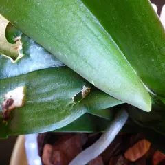 Orchideenblätter mit Fraßschäden und braunen Flecken, verursacht durch Thripse.