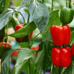 Reife rote und grüne Paprika hängen an einem Strauch, bereit zum Paprika ernten.