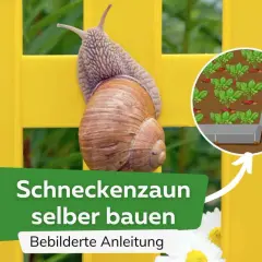 Schneckenzaun selber bauen: Eine Weinbergschnecke klettert an einem gelben Zaun. Daneben eine Illustration, wie man einen Schneckenschutz für Gemüsebeete baut.