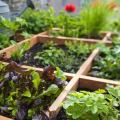 Ein Hochbeet mit verschiedenen Salaten, Erdbeeren und Kräutern. Perfekt für die **Pflanzen Ostbalkon**-Idee.