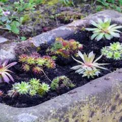 Steinbeet mit verschiedenen Sukkulenten und Hauswurzen. Tolle Ideen mit Pflanzsteinen für einen pflegeleichten Garten.