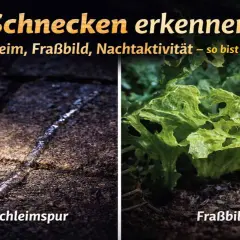 Schnecken erkennen: Schleimspuren auf dem Boden und Fraßbilder an Salat zeigen, dass sie aus der Erde kommen.