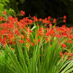 Leuchtend rote Montbretien-Blüten vor sattgrünem Laub. Ein idealer **montbretien standort** für sonnige Plätze im Garten.