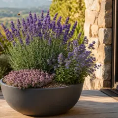 Ein großer grauer Topf mit duftendem Lavendel und Thymian steht auf einer Holzterrasse. Die lavendel erde blüht prächtig, eine Biene summt vorbei.