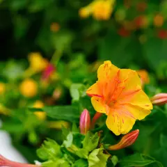 Eine leuchtend gelbe Wunderblume mit roten Streifen, umgeben von grünen Blättern und Knospen. Vorsicht, die Wunderblume ist giftig!