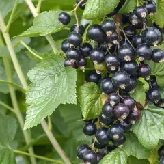 Reife schwarze Johannisbeeren hängen an einem Strauch. Die Johannisbeere pflanzen ist eine gute Idee für den Garten.