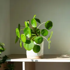 Pilea mit runden Blättern im hellen Licht, idealer **Pilea Standort** für ein gemütliches Zuhause.