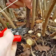Hände mit roter Gartenschere schneiden junge Triebe an einem Johannisbeerstrauch.