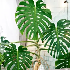Große, grüne Monstera-Blätter mit charakteristischen Schlitzen. Die Pflanze steht vor einem Fenster mit Vorhang und einer hellen Ziegelwand. Tipps zur Monstera Pflege.