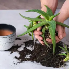 Hände halten Aloe Vera Ableger mit Wurzeln. Daneben ein Topf und Erde.