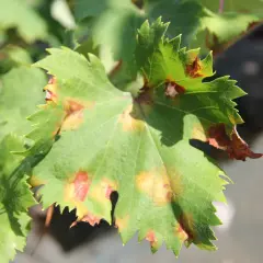 Grünes Weinblatt mit braunen Flecken, ein Zeichen für falschen Mehltau. Diese Krankheit befällt Weintrauben und kann zu erheblichen Ernteverlusten führen.