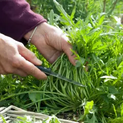 Hände ernten frische Rucola Pflanzen mit einem Messer.