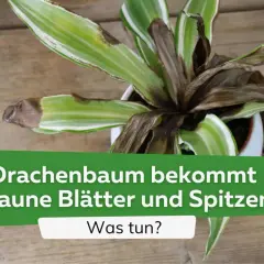 Dracaena marginata mit braunen Blättern und Spitzen. Was tun?