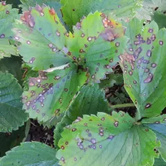 Erdbeerblätter mit dunklen Flecken und braunen Rändern, Anzeichen von Erdbeeren Krankheiten.