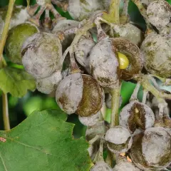 Traurige Trauben, gezeichnet von Mehltau. Die Früchte sind rissig und von einem grauen Belag überzogen, ein trauriges Bild für den Wein.