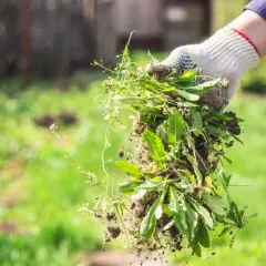 Gartenarbeit: Eine Hand in Handschuh hält frisch ausgezogenes Unkraut. So macht man Unkrautvernichter selber.