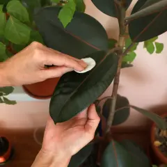 Hände reinigen die dunklen Blätter eines Gummibaums mit einem Wattepad. Richtige Gummibaum Pflege für gesunde, glänzende Blätter.