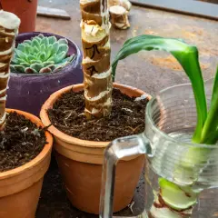 Yucca Palme Ableger in Töpfen und einem Glas Wasser. Ein kleiner Ableger einer Yucca Palme treibt Wurzeln im Wasser.