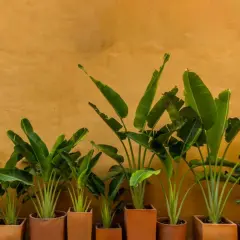 Reihe von grünen Bananenpflanzen in Terrakotta-Töpfen vor ockerfarbener Wand. Gute **Bananenpflanze Pflege** sorgt für dieses üppige Grün.