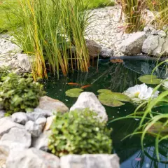 Ein idyllischer **teich im garten** mit zwei Goldfischen, Seerosen und üppigem Schilf. Steine und Kies säumen das Ufer.