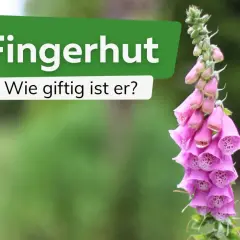 Ein rosa Fingerhut, der giftig ist, mit der Frage "Wie giftig ist er?" im Hintergrund.