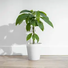 Eine junge avocado-pflanze 2 jahre alt, mit grünen Blättern, steht in einem weißen Topf vor einer weißen Wand.