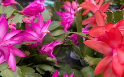 Bunte Weihnachtskakteen in Pink und Rot blühen üppig. Mit der richtigen Weihnachtskaktus Pflege werden sie zu einem echten Hingucker.