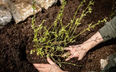 Hände pflanzen einen jungen Heidelbeerstrauch in lockere Erde, umgeben von Steinen.