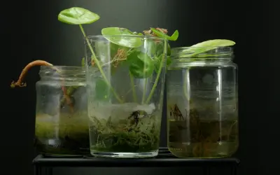Drei Glasbehälter mit Wasser, in denen junge Pflanzen mit Wurzeln wachsen. Ein gebogener Trieb ragt aus dem linken Glas.