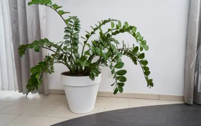 Große Zamioculcas-Pflanze in weißem Topf. Die Zamioculcas pflege ist einfach, sie braucht wenig Wasser und Licht.