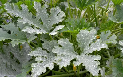 Zucchini-Blätter mit Mehltau. Trotz des Befalls sind die Früchte noch essbar.