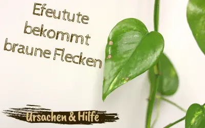 Efeutute bekommt braune Flecken. Ursachen & Hilfe für Ihre Pflanze.