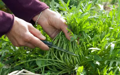 Hände ernten frische Rucola Pflanzen mit einem Messer.