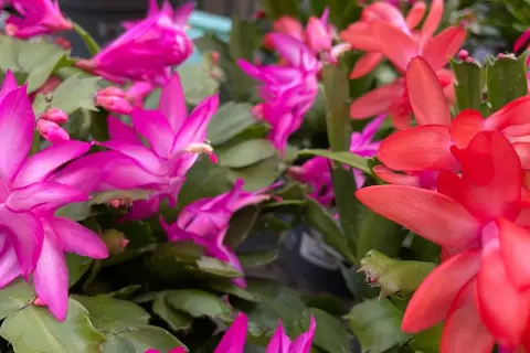 Bunte Weihnachtskakteen in Pink und Rot blühen üppig. Mit der richtigen Weihnachtskaktus Pflege werden sie zu einem echten Hingucker.
