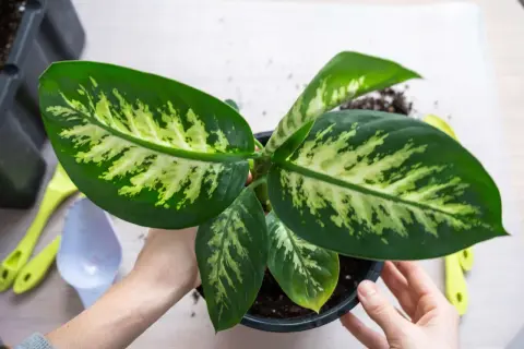 Hände halten einen Topf mit einer Dieffenbachia, einer der giftigen Zimmerpflanzen. Werkzeuge liegen daneben.
